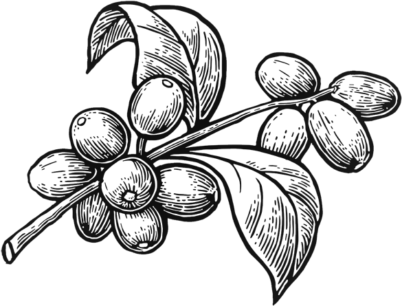 PikPng.com_coffee-plant-png_4629665